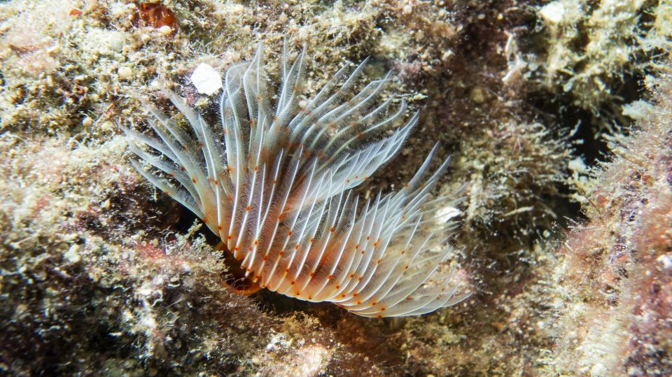 Alanya: 2 Guided Scuba Dives with Lunch and Hotel Transfers - Training on land and in water: how the instructors calm nerves