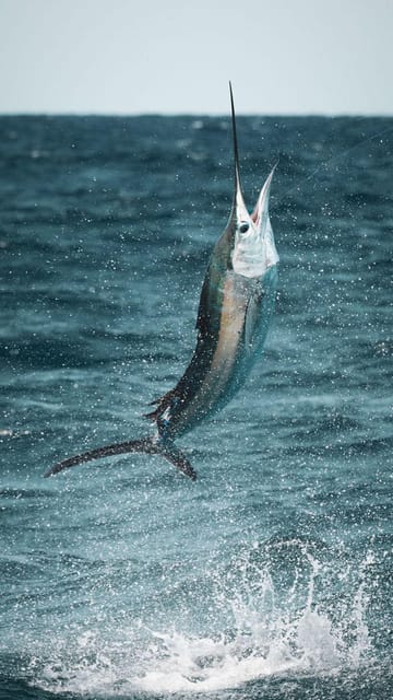 Alanya: Fishing Tour with Equipment and Lunch - Price and value: is $104 fair for what you get?