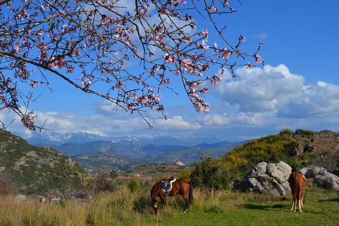 Alanya: Horseback Riding in Taurus: Forest Sea Views 2.5 Hours - The value question: is $84.29 worth it?