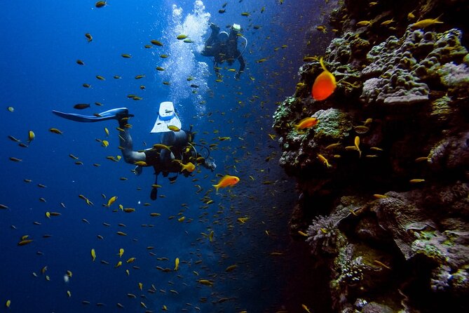 Alanya Scuba Diving Adventure: 2 Guided Dives with Lunch - First underwater session: beginner-friendly depths and a lot of fish