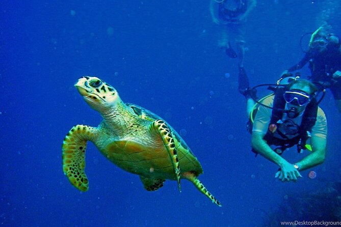 Alanya Scuba Diving Adventure: 2 Guided Dives with Lunch - The gear-and-safety combo that makes beginners comfortable