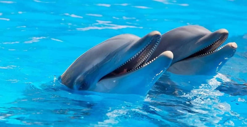 Alanya: Sealanya Dolphinpark Dolphin Show Tour - Sealanya Dolphinpark: what you’re really paying for