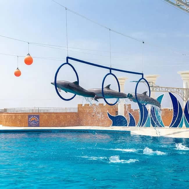 Alanya: Sealanya Dolphinpark Dolphin Show Tour - The C-shaped tribune: where to sit for the best view