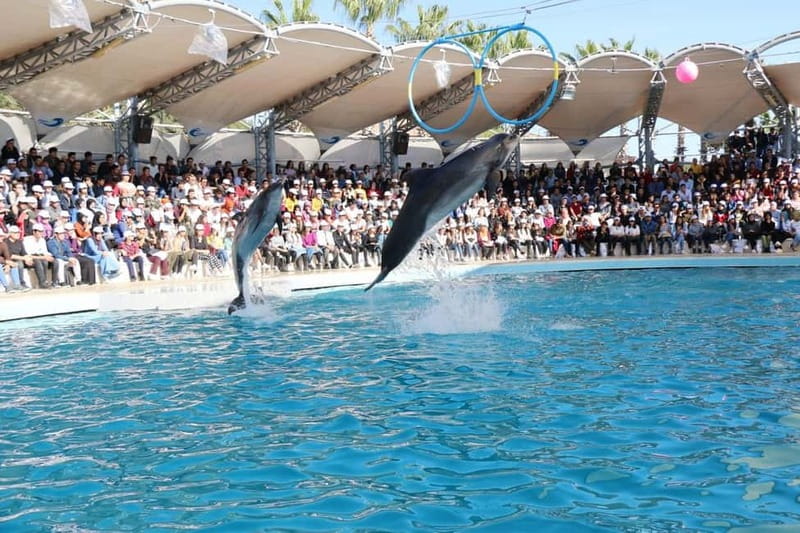 Alanya: Sealanya Dolphinpark Dolphin Show Tour - Should you book this Sealanya Dolphinpark Dolphin Show Tour?