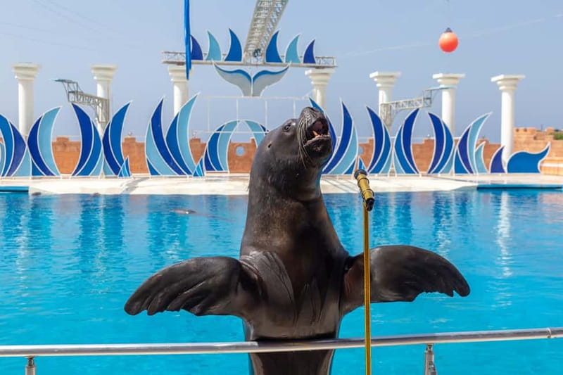 Alanya: Sealanya Dolphinpark Dolphin Show Tour - Hotel pickup in Alanya and how the day flows