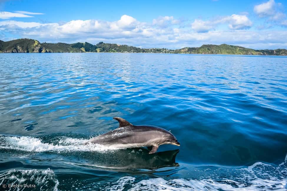 Ancient City or Dolphin observatıon cruise in Side w/Lunch - Side Dolphin Cruise With Lunch: How the 4 Hours on the Boat Works