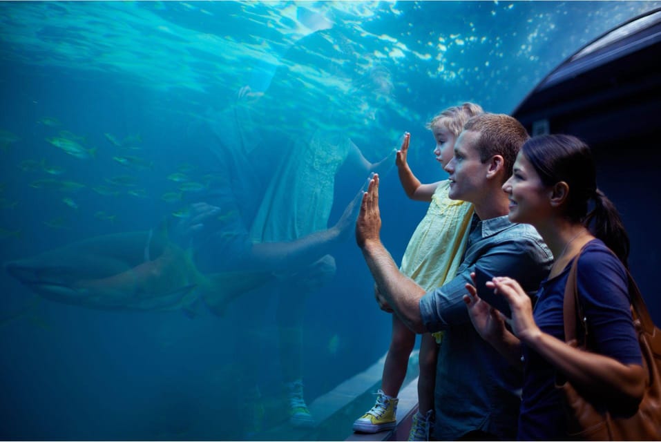 Antalya: Aquarium and Wax Museum Entry Ticket - Animals up close: sharks, crocs, octopuses, and more