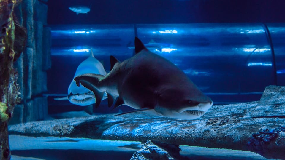 Antalya: Aquarium and Wax Museum Entry Ticket - The shipwreck and sunken airplane stops inside the ocean tunnel