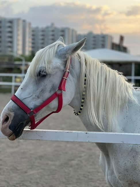 Antalya: Deniz Molalı At Safarisi - What to bring (since drinks and photos aren’t included)