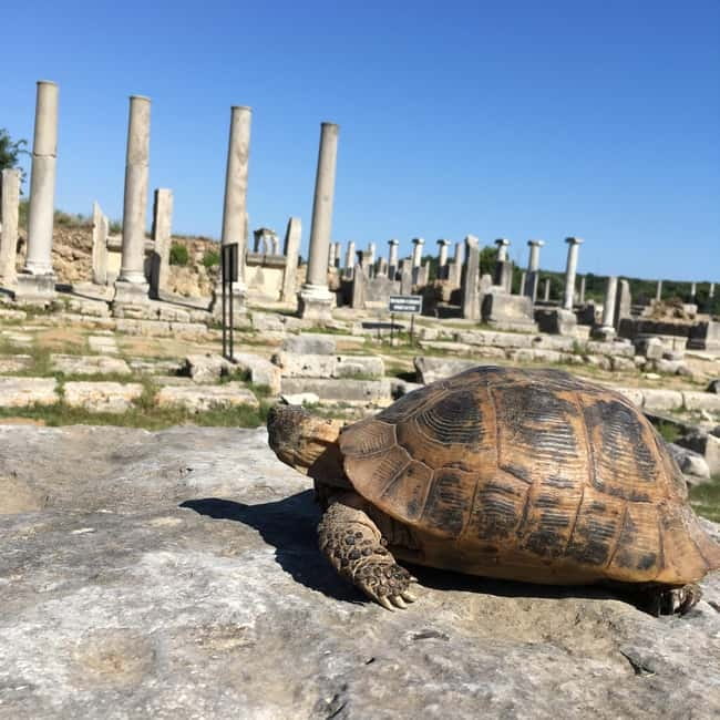 Antalya: Perge Ancient City Tour - Agora and basilica: civic life in the open air