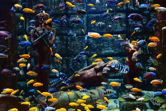 Belek: Antalya Aquarium Ticket With Optional Transfer - Skip-the-line entry: what it saves you (and what it can’t)