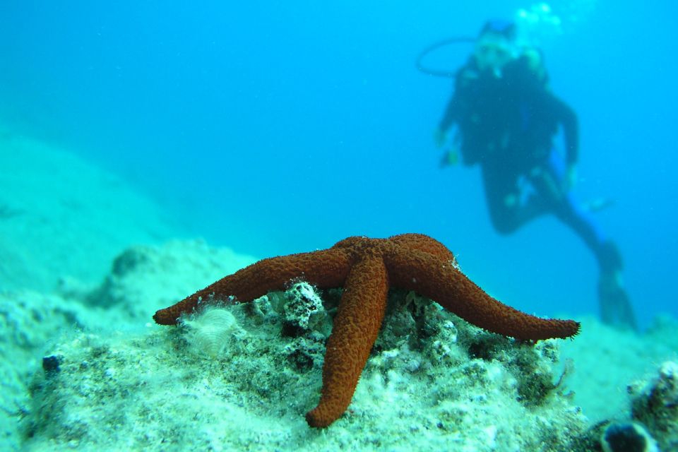 Bodrum: Full-Day Scuba Diving Tour - What You Might See: Reefs, Caverns, Rock Shelter, and Relics