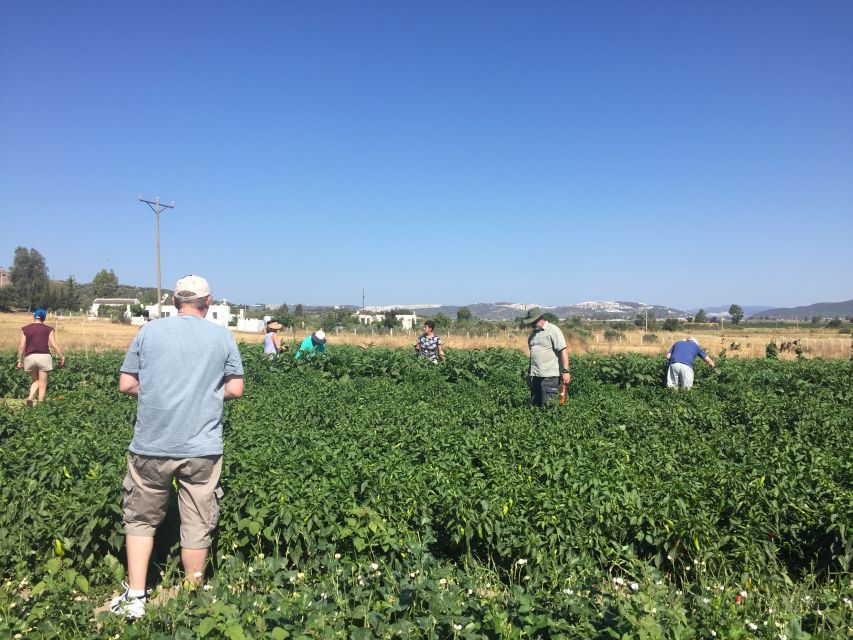 Bodrum: Market Visit and Cooking Class - Turning ingredients into a true five-course Aegean meal