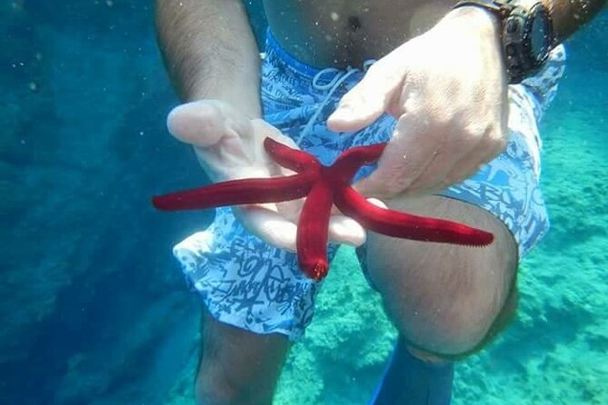Bodrum Private Gulet Cruise with a Mediterranean Lunch - Akvaryum Bay: your fish-view snorkeling stop