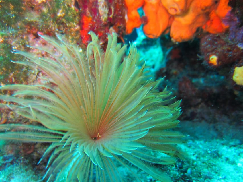 Bodrum: Scuba Diving Trip with Lunch - Price and extras: does $81 feel fair?