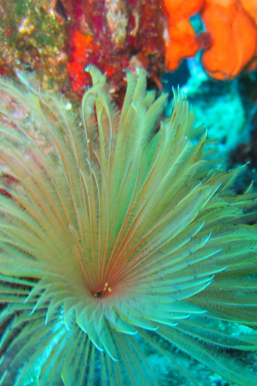 Bodrum: Scuba Diving Trip with Lunch - Should you book Bayside Boat Tours in Bodrum?