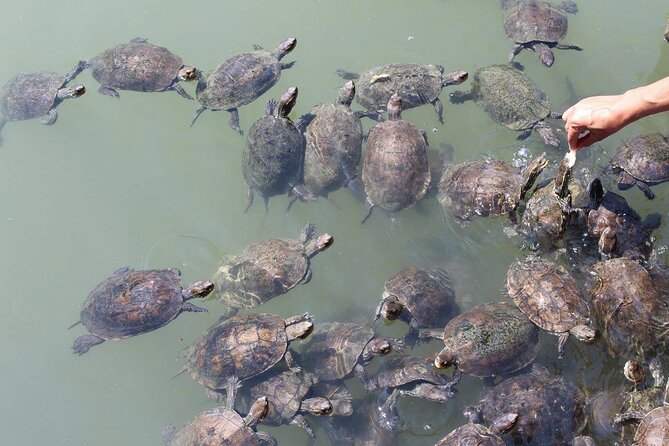 Bodrum Turtle Beach Tour With Mud Baths & King Tombs - Transportation, Time Budget, and Why the Day Can Feel Too Long