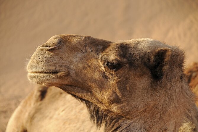Cappadocia Camel Ride Experience with Hotel Pickup - The Route: Short, Relaxed Valleys and Photo Stops That Actually Help