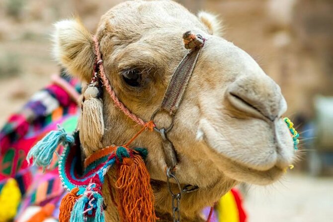 Cappadocia Camel Ride Experince Sunrise Sunset Daytime - Getting On and Staying Balanced: Instructions and Safety Gear