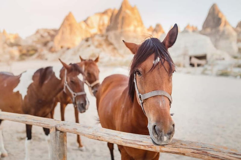 Cappadocia: Göreme Horse Riding, Fairy Chimneys w/Transfer - Price and value: is $41 fair for what you get?