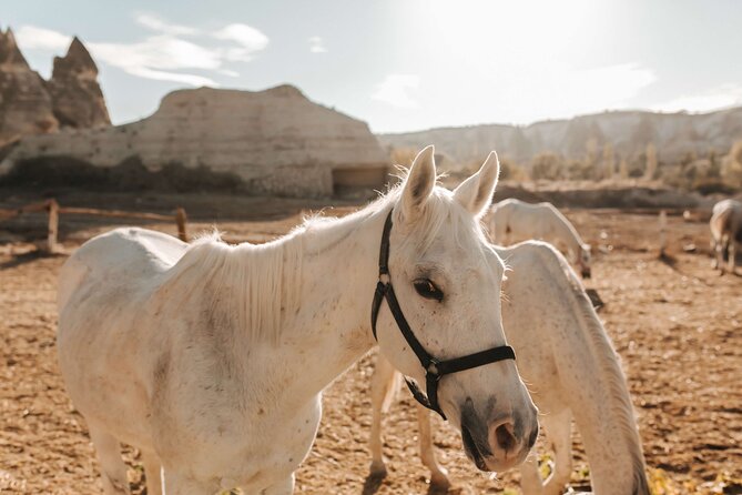 Cappadocia Horse Riding Tour: Sunrise, Sunset, 1 Hour or 2 Hours - Sunrise Riding: Balloons Above, First Light Below