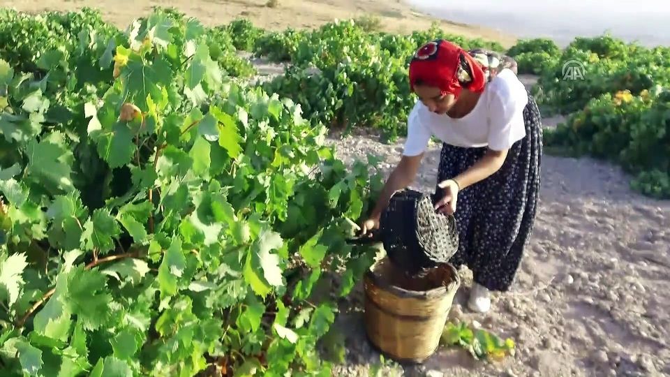 Cappadocia: Private Half-Day Vineyards & Wine Tasting Tour - Turasan Winery and Two More Tastings: More Than a Pour