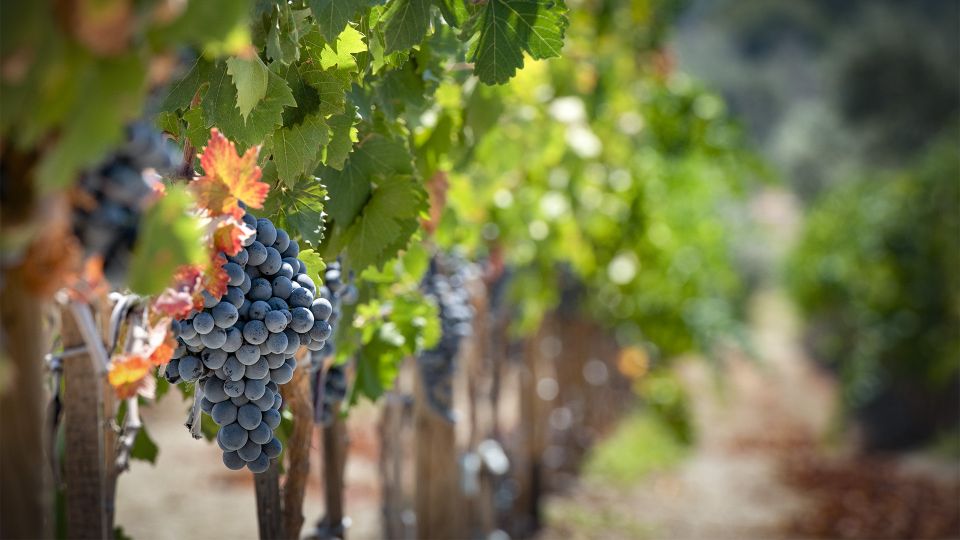 Cappadocia: Private Half-Day Vineyards & Wine Tasting Tour - When Your Guide Adds Extra Stops (And How to Get the Most)
