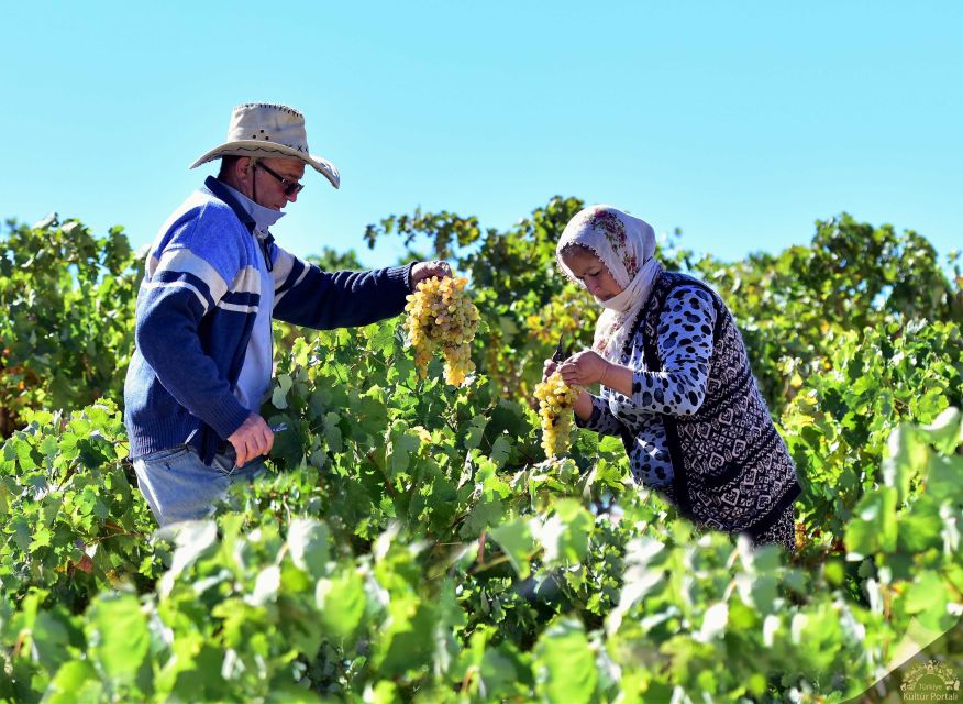 Cappadocia: Private Half-Day Vineyards & Wine Tasting Tour - Pickup, Private Vehicle, and the 4-Hour Rhythm