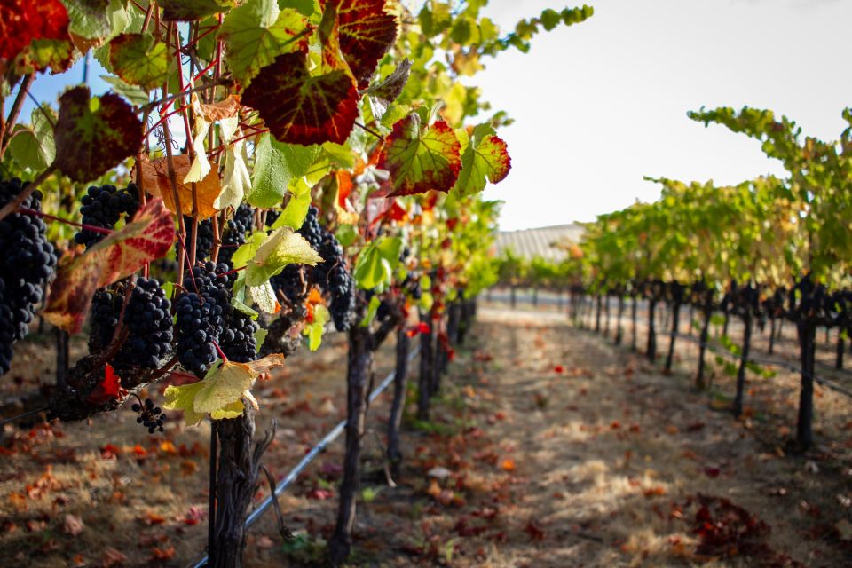 Cappadocia Vineyards Private Tour and Wine Tasting - Red Valley Trek and the Grape Frescoes at Üzümlü Kilise