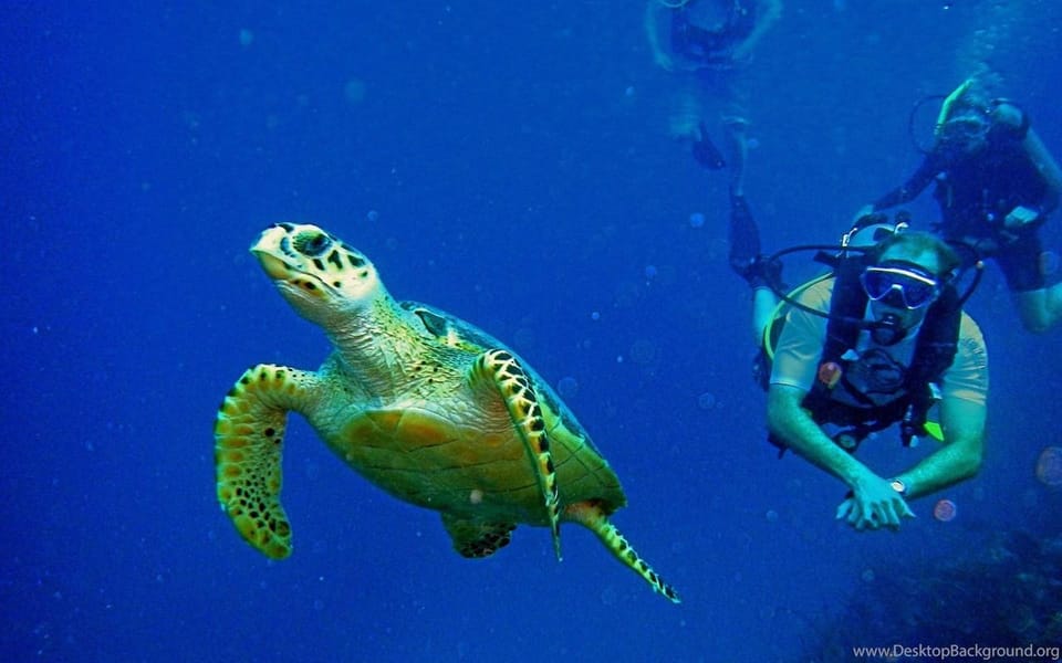 Diving Tour from Alanya & Side with Lunch - 2 Dives Included - Key Points That Matter Before You Go
