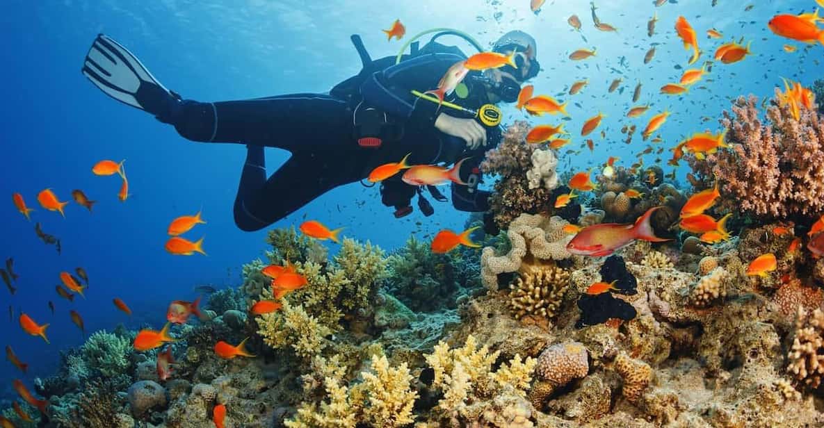 Diving Tour from Alanya & Side with Lunch - 2 Dives Included - Price and Value at About $52: What’s Included and What Can Cost Extra