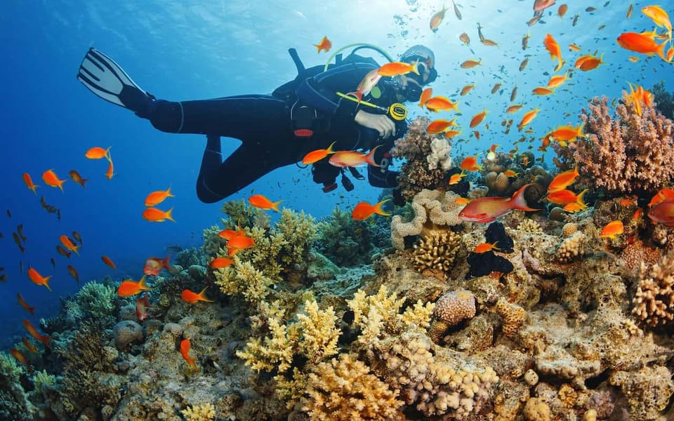 Diving Tour from Alanya & Side with Lunch - 2 Dives Included - Meeting Up in Side and Alanya: Transfers, Delays, and Separate Boats