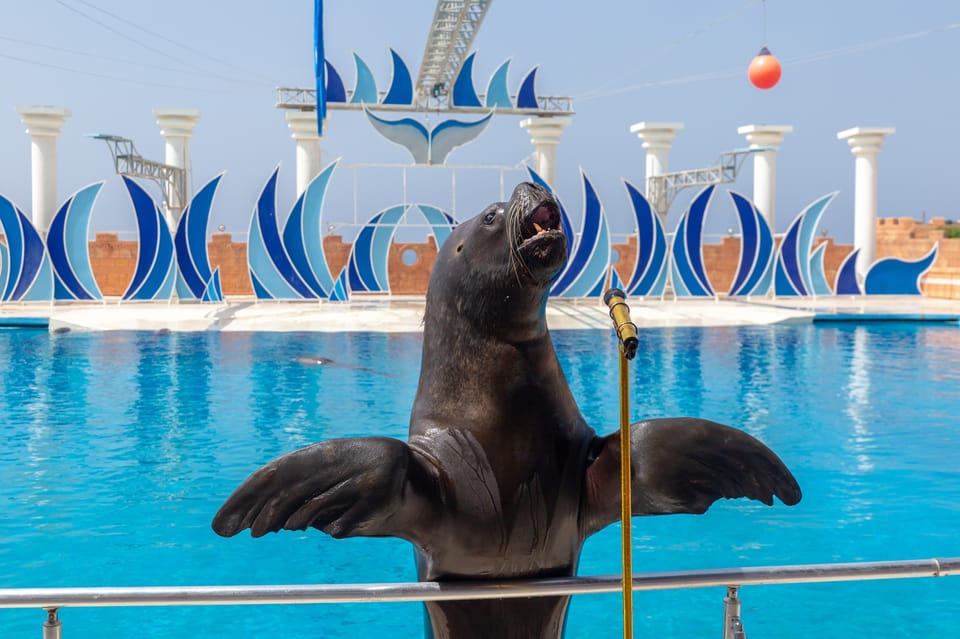 Dolphin Show Free Transfer From Alanya, Side, Kemer,Antalya - Who this tour suits best (and who should rethink it)