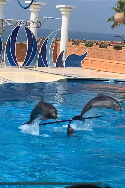 Dolphin Show Free Transfer From Alanya, Side, Kemer,Antalya - How the free van pickup works from Alanya, Side, Kemer, and Antalya