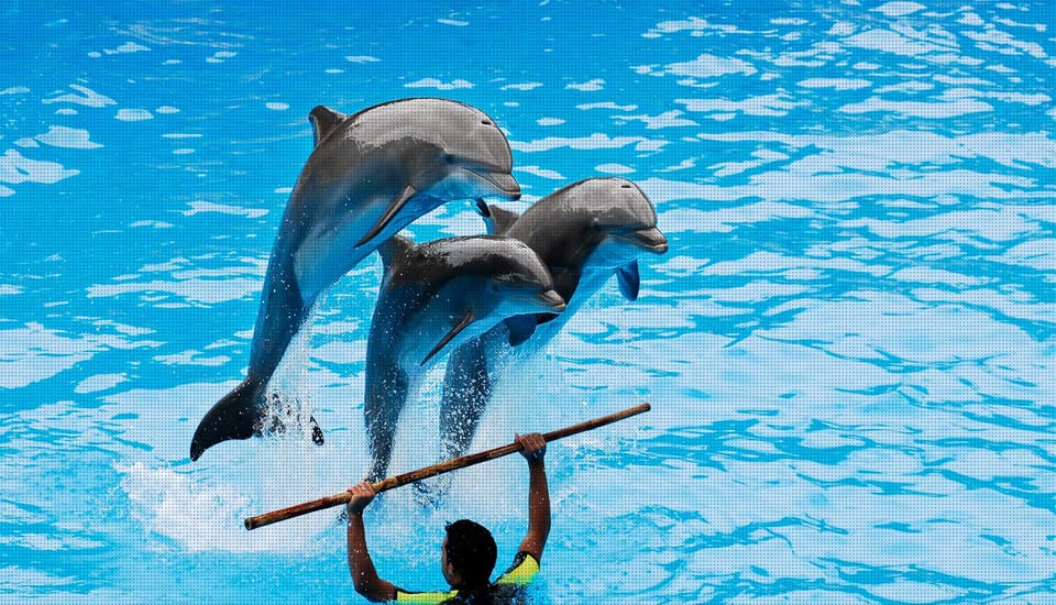 Dolphin Show Free Transfer From Alanya, Side, Kemer,Antalya - Swimming with dolphins: the add-on, the price differences, and age rules
