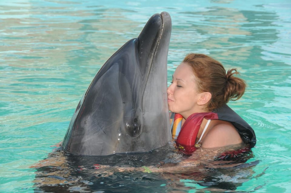 Dolphin Show Free Transfer From Alanya, Side, Kemer,Antalya - Timing tips that make the day smoother