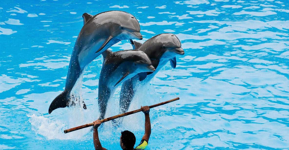 Dolphin Show Free Transfer From Alanya, Side, Kemer,Antalya - Dolphin park showtime: sea lions open, dolphins steal the moment
