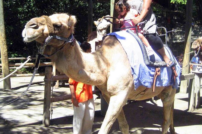 Fethiye Camel Riding at Gosht Town - Key highlights before you go