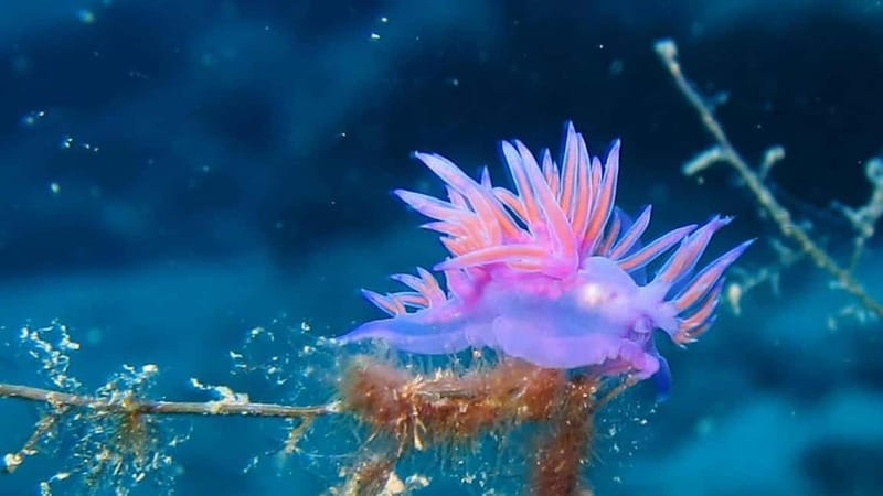 From Alanya: Scuba Diving Tour with Hotel Transfers - The Main 6-Meter Underwater Swim: Steady Buoyancy and Scenery