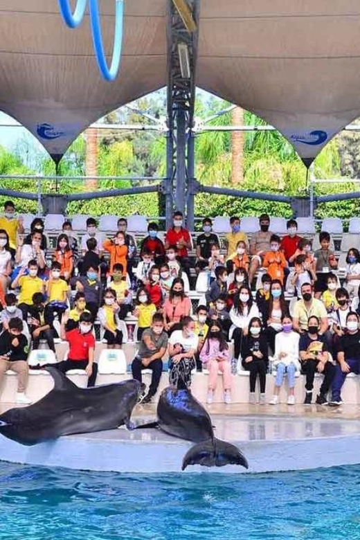 From Belek: Dolphin Show with Transfers - Belek Dolphin Show: what your ticket plus transfers really covers