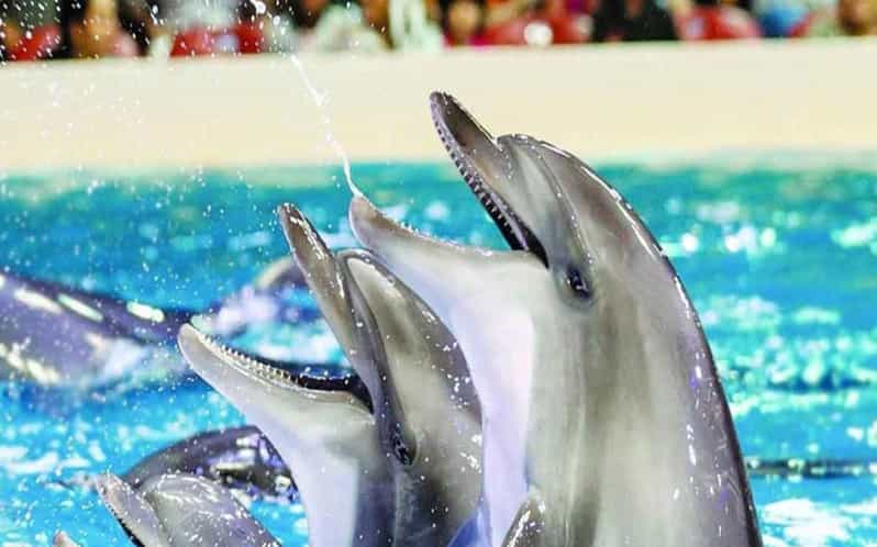 From Belek: Dolphin Show with Transfers - Meeting dolphins and learning natural behavior: what’s likely included
