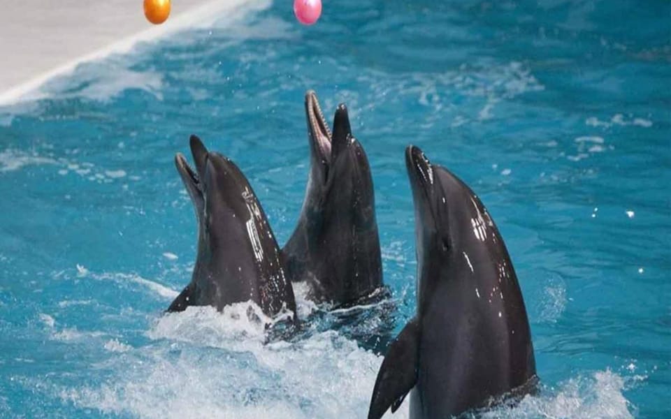 From Belek: Dolphin Show with Transfers - Timing in Antalya Province: how to plan your day for 1–3 hours