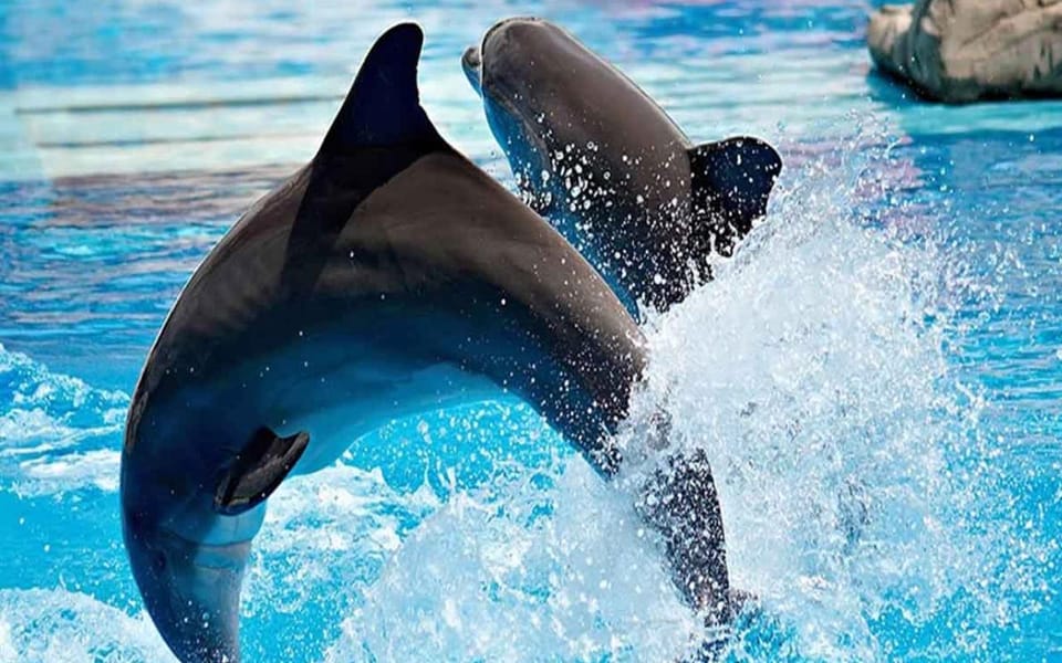 From Belek: Dolphin Show with Transfers - FAQ