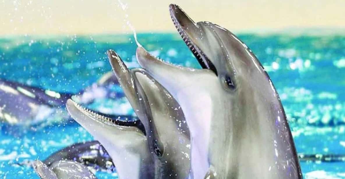 From Belek: Dolphin Show with Transfers - The show itself: tricks and routines built around dolphin intelligence