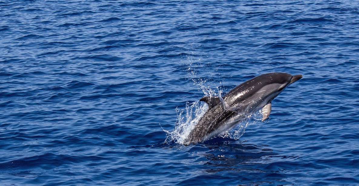 From city of Side: Dolphin Watching Boat Tour with Lunch - Getting Comfortable on an Older-Boat Day