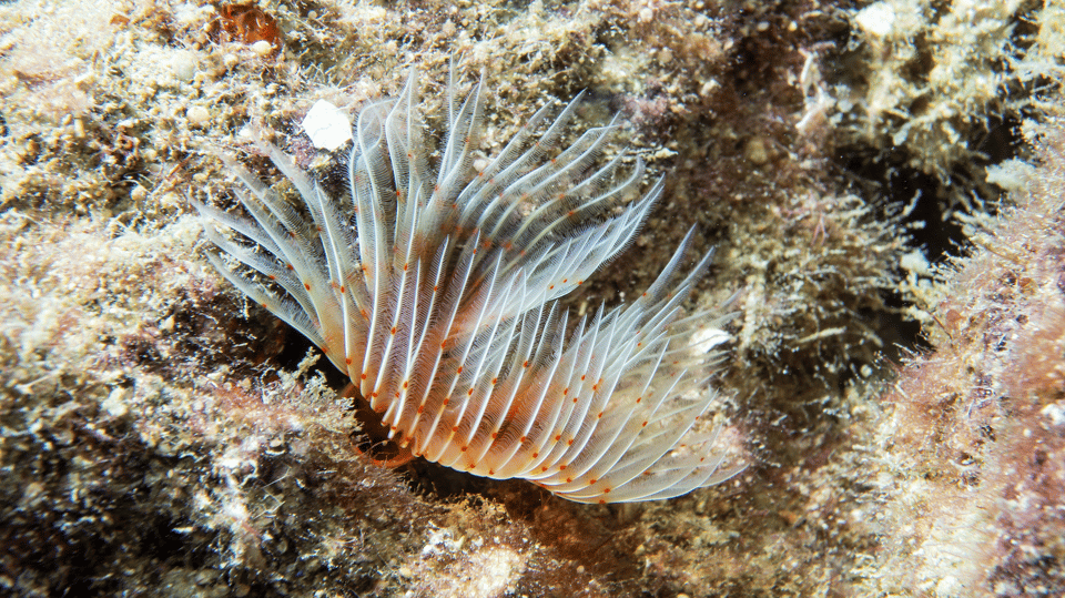 From Side: Guided Scuba Diving in Alanya w/ Lunch & Transfer - What you’ll see under the surface: corals and silver fish