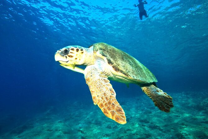 Full Day Dalyan (Turtle Beach) From Bodrum - Dalyan Lunch and Kaunos Tombs of the Lycian Kings