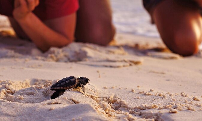 Full Day Fethiye Turtle Beach Tour With Mud Baths & Lunch - Dalyan Highlights, One Long Day: What You’re Actually Getting