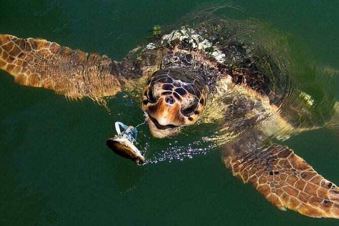 Full Day Fethiye Turtle Beach Tour With Mud Baths & Lunch - Sultaniye Mud Baths and Thermal Springs: Great for the Skin, Tough for the Smell