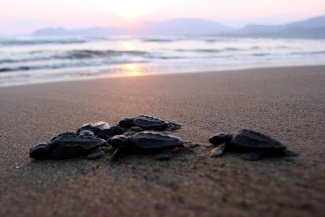 Half Day Private Dalyan River Iztuzu Beach Magic Lake Boat Trip - Kaunos King Tombs: a short stop with big cliffside payoff